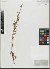 Foto von Salix alba L.